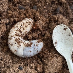 発送可　100upサタンオオカブト　幼虫ペアの画像