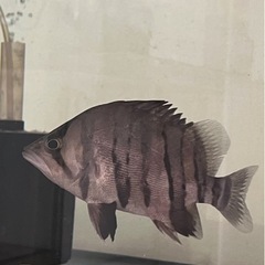 ダトニオの画像