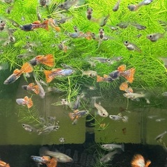 🐠国産グッピー メタルレッドレースコブラ 1ペア350円 5ペア以上で1ペア250円 熱帯魚 国産 グッピーNo.3の画像