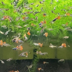 🐠国産グッピー メタルレッドレースコブラ 1ペア350円 5ペア以上で1ペア250円 熱帯魚 国産 グッピーNo.3の画像