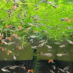 🐠国産グッピー メタルレッドレースコブラ 1ペア350円 5ペア以上で1ペア250円 熱帯魚 国産 グッピーNo.3の画像