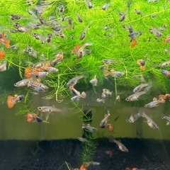 🐠国産グッピー メタルレッドレースコブラ 1ペア350円 5ペア以上で1ペア250円 熱帯魚 国産 グッピーNo.3の画像