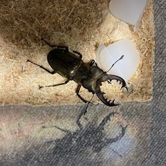 【道央産】クワガタ・カブトムシ　灯火採集の画像