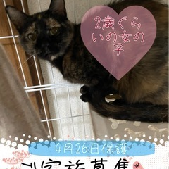 2歳ぐらいの女の子