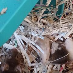 元気なハツカネズミ