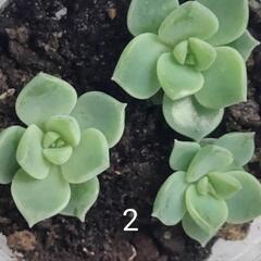 白牡丹   グラプトベリア  ３芽　多肉植物の画像