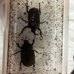 国産カブト虫ペア