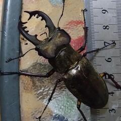 カナディアンワールド昆虫館営業します‼️