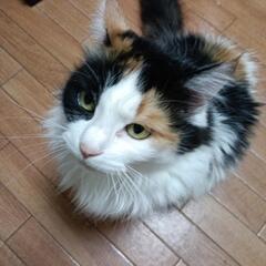 急遽、里親さんを探しています。 − 東京都