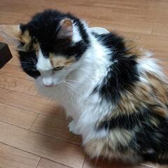 急遽、里親さんを探しています。 - 猫