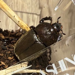 国産カブトムシ（♂♀ペア）の画像