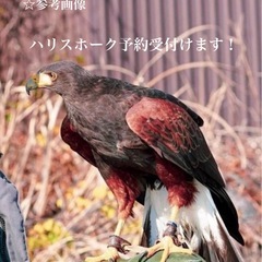 国内CBハリスホーク 予約受付けます！⭐️セール⭐️