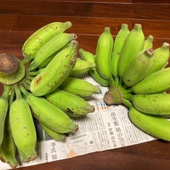 ≪ぬーきん≫ バナナ、3.7kg、沖縄南部産