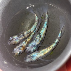 【有精卵】めだか　三色ヒミツヘイキ  20個