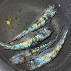 【有精卵】めだか　三色ヒミツヘイキ  20個の画像