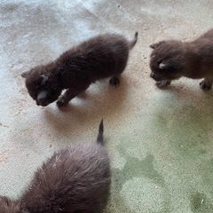 生後1ヶ月未満の黒猫の赤ちゃん − 青森県