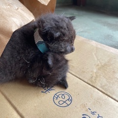 生後1ヶ月未満の黒猫の赤ちゃん - 里親募集