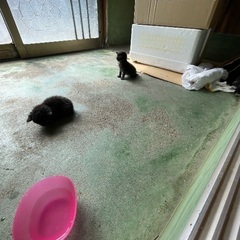 生後1ヶ月未満の黒猫の赤ちゃん - 猫