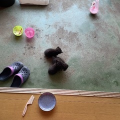 生後1ヶ月未満の黒猫の赤ちゃん - 弘前市