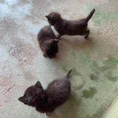 生後1ヶ月未満の黒猫の赤ちゃん