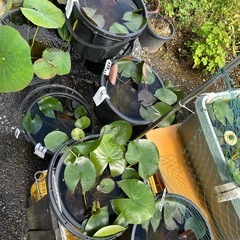 メダカ、ヌマエビあります　睡蓮はじめました
の画像