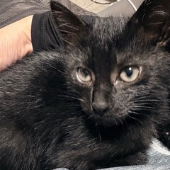 🖤小さな黒猫くん