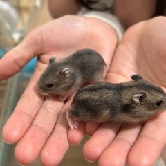 ジャンガリアンハムスター