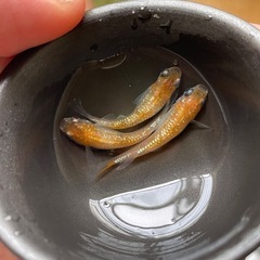 メダカ 獅子流し（ししながし） 8匹の画像