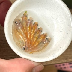 メダカ 獅子流し（ししながし） 8匹の画像