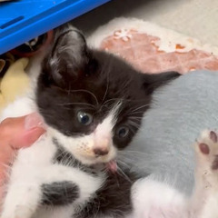 ハチワレの甘えん坊な男の子です