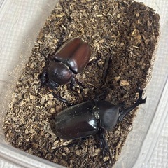 カブトムシ　ペア