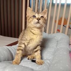 ゴロゴロ甘えっ子右目ハンデでも負けない可愛いさ2カ月男の子　ラグくん