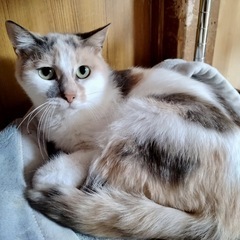 パステルカラーの三毛猫【リズ♀】