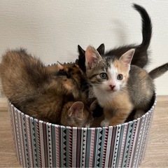 受付一時停止　パステル三毛　女の子　生後2ケ月 − 福岡県