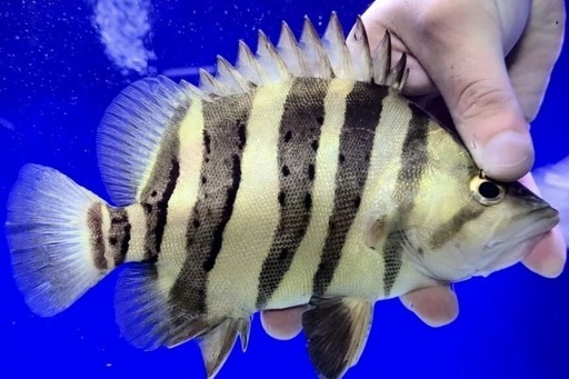 引き取り限定！ハイボディーパーフェクトバンド腹巻首巻きバンド20センチ