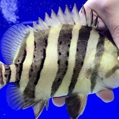 引き取り限定！ハイボディーパーフェクトバンド腹巻首巻きバンド20センチの画像