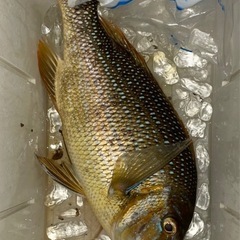 ほとんど毎日仕事終わって打ち込みしてます🎣