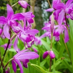 紫蘭 ココヤシポット入り シラン/花苗/球根の画像