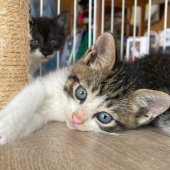 美猫ちゃん、短足