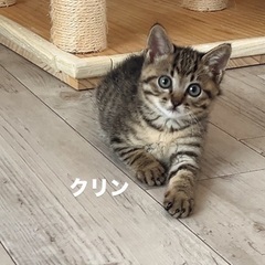 マリンと兄妹のクリンです
