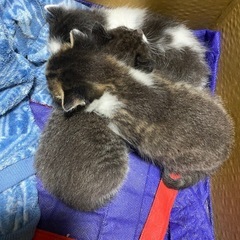 子猫3匹
