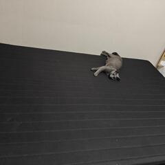 脚付きマットレス ボンネルコイル 一体型 ダブル 圧縮 マットレスの画像