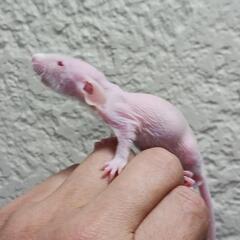 ファンシーラット