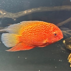 熱帯魚　
レッドスポットゴールデンセベラム の画像