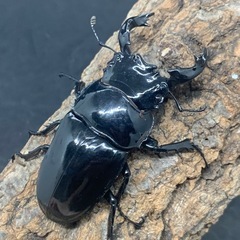タランドゥスオオツヤクワガタ　[オスは1メスに使用済み]