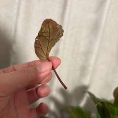 発根◎　カット　ベゴニア ハタコアシルバー 観葉植物の画像