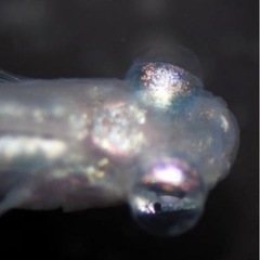 水泡眼メダカビッグアイ

