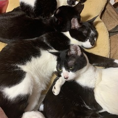 可愛い白黒の完全家猫ちゃん