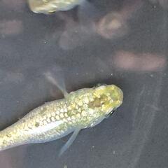 メダカ　爆産につき期間限定値下げ　道三めだか様作出　ヒミツヘイキ　画像の親魚から産まれた有精卵　35個を出品致します！の画像
