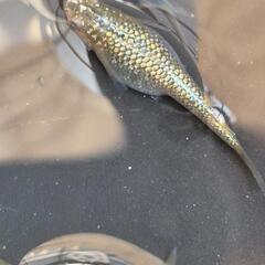 メダカ　爆産につき期間限定値下げ　道三めだか様作出　ヒミツヘイキ　画像の親魚から産まれた有精卵　35個を出品致します！の画像